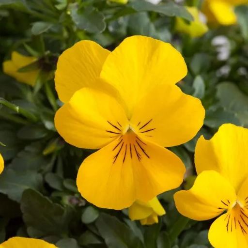 🔥🌱Zimná akcia – 50 % zľava iba na obmedzený čas🌸Krásna Sirôtka(Viola tricolor) – mrazuvzdorné kvetinové semená