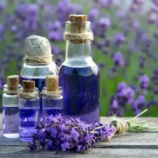 🌱Prémiové semená nevädze –💐Levanduľové semienka