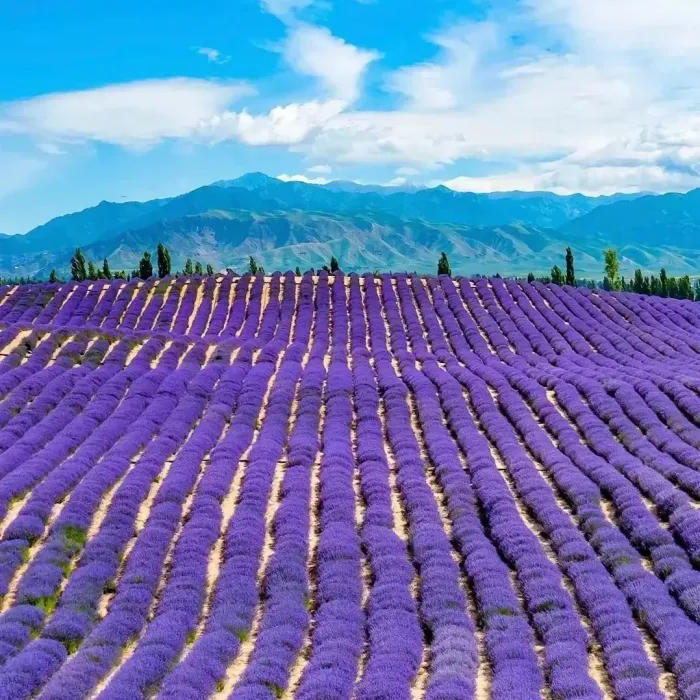 🌱Prémiové semená nevädze –💐Levanduľové semienka