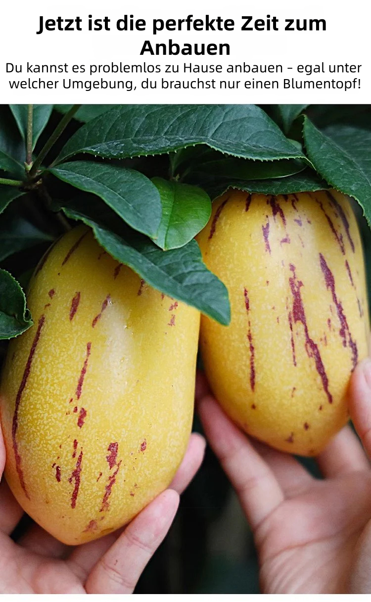 🎁30% Rabatt🍐🍐Pepinos-Samen (Melonen-Birnen)