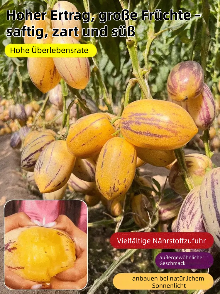 🎁30% Rabatt🍐🍐Pepinos-Samen (Melonen-Birnen)