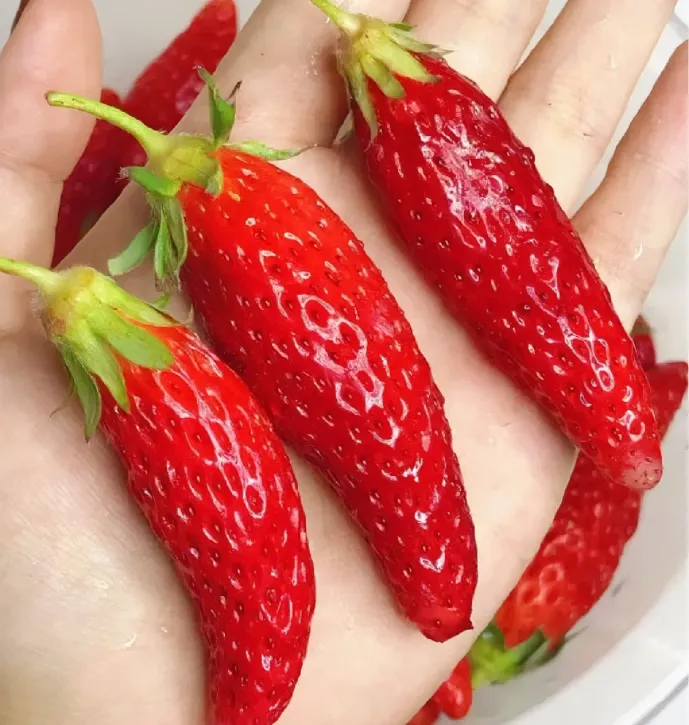 🍓 Graines de Fraise Géante à la Crème🍓 - Un Délice Sucré pour Votre Jardin ! 😍