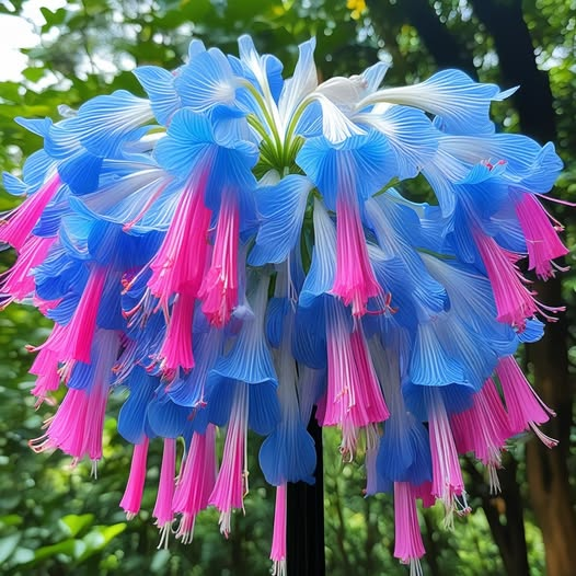 Red & Blue-Giant Hanging Lobelia Seeds🌊