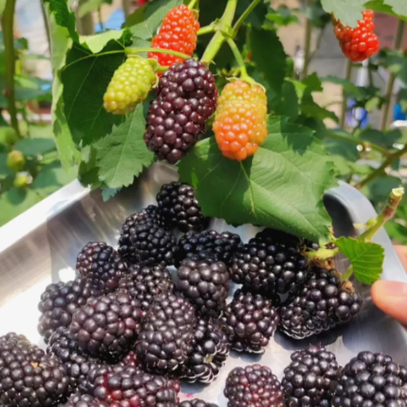 🍓 Schwarze Himbeere, biologische Natursamen