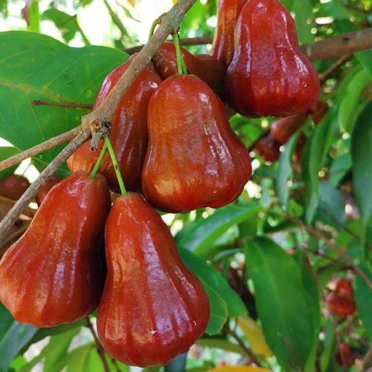 Wachsapfel-Fruchtsamen 🍹 100% Keimrate