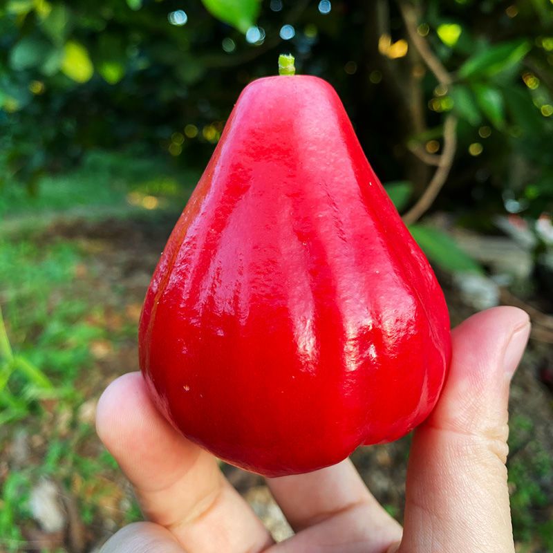 Wachsapfel-Fruchtsamen 🍹 100% Keimrate