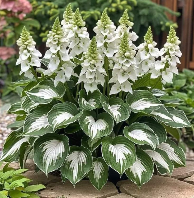 Vom Samen zur atemberaubenden Blüte – Hosta Magic 🌿Seltene Hosta-Samen 🌿