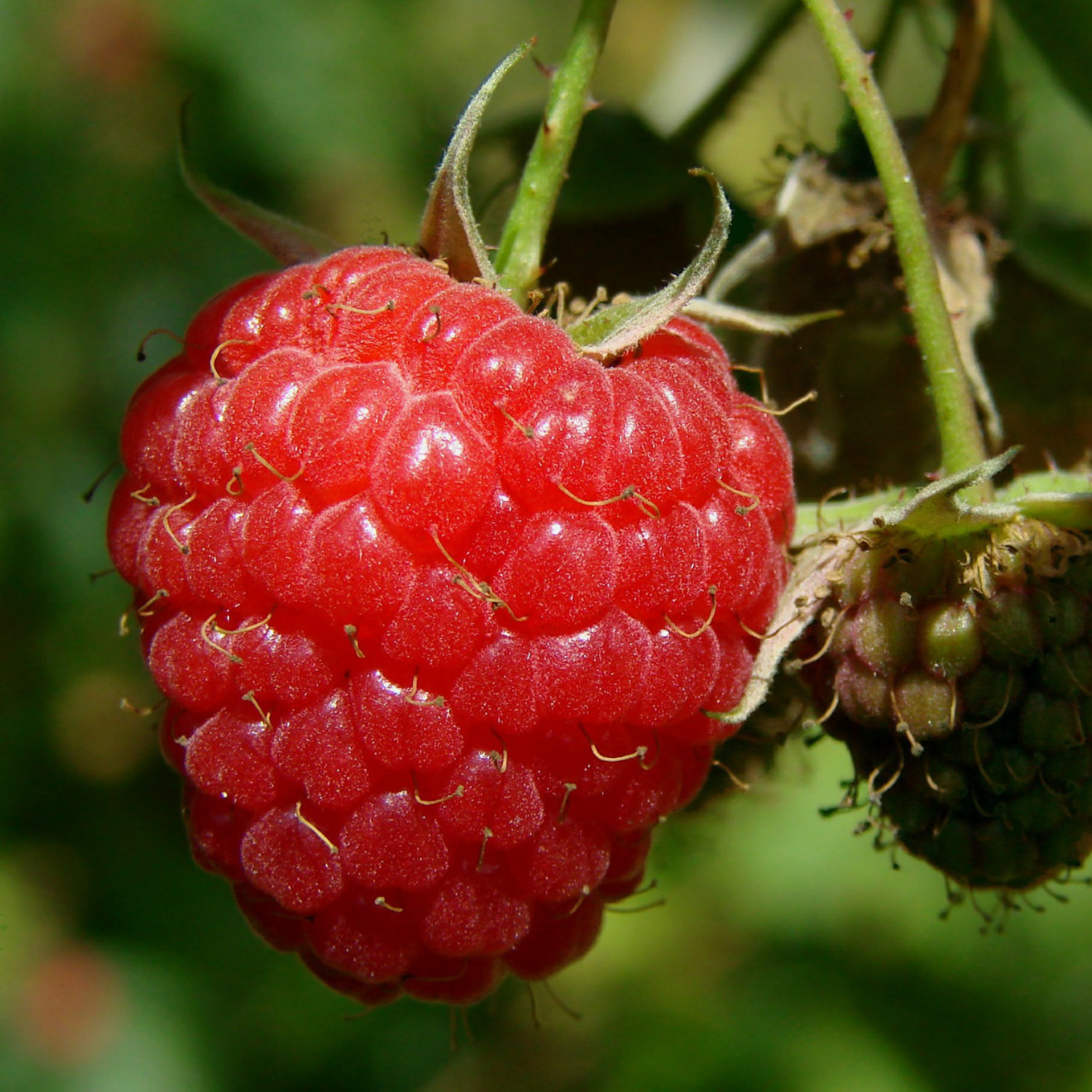 🍓 Himbeersamen – süß und einfach anzubauen