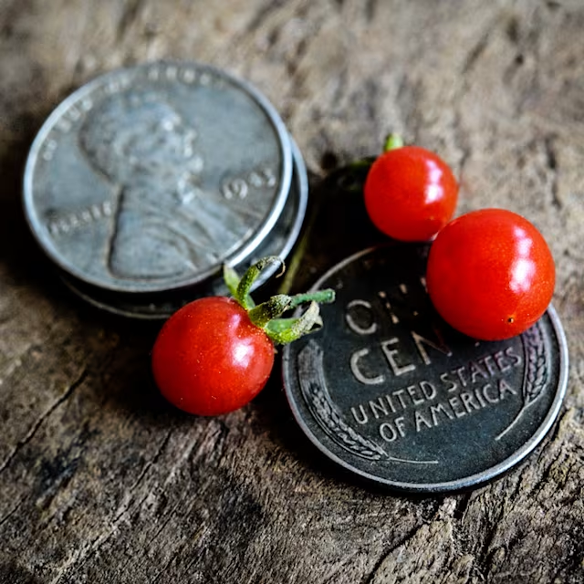🌱 Bio Löffel-Tomaten Samen „Spoon“ | Deutschlandtauglich | 100% Keimrate