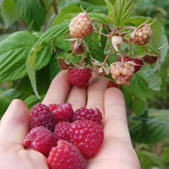 🍓 Himbeersamen – süß und einfach anzubauen