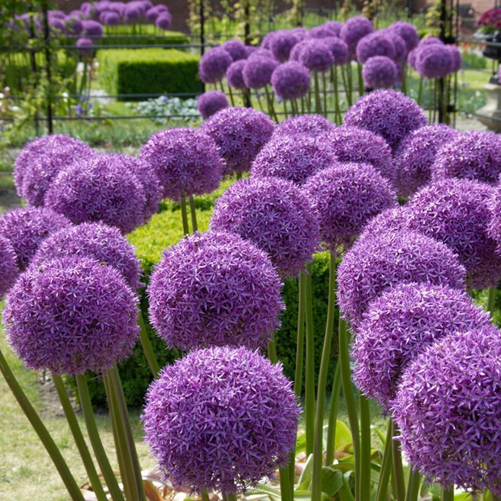 Garten-Riesen-Allium Giganteum, wunderschöne Blumensamen, Bonsai-Pflanzensamen für den Außenbereich.
