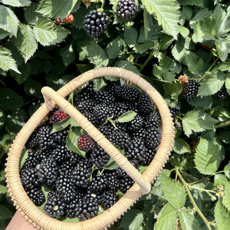 🍓 Schwarze Himbeere, biologische Natursamen
