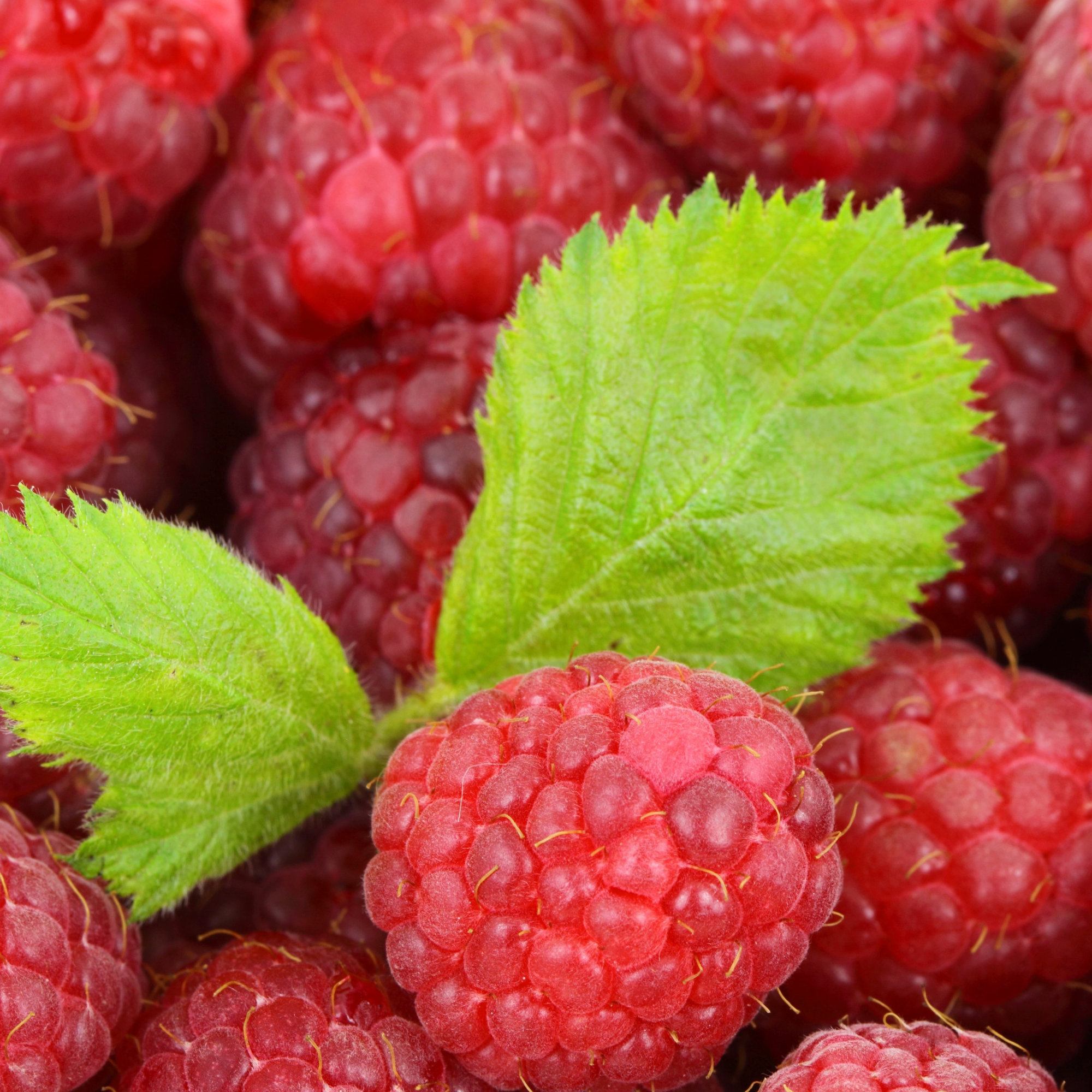 🍓 Himbeersamen – süß und einfach anzubauen