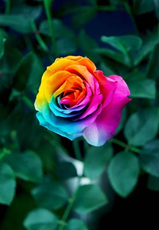✨ Rainbow Roses Seeds– Bloom All Year Round 🌈