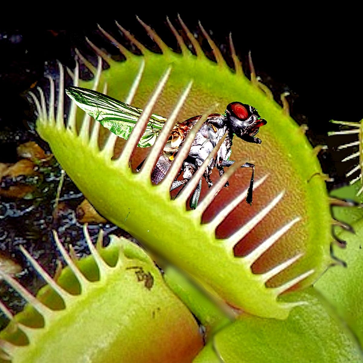 🔥Summer Must-have🦟Venus Flytrap Seeds