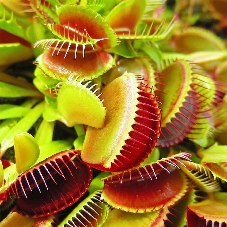 🔥Summer Must-have🦟Venus Flytrap Seeds