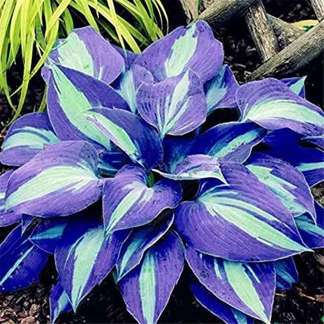 Vom Samen zur atemberaubenden Blüte – Hosta Magic 🌿Seltene Hosta-Samen 🌿