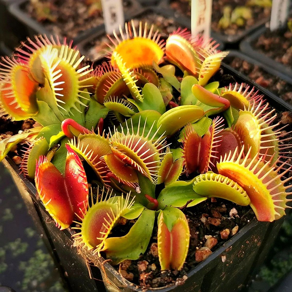 🔥Summer Must-have🦟Venus Flytrap Seeds