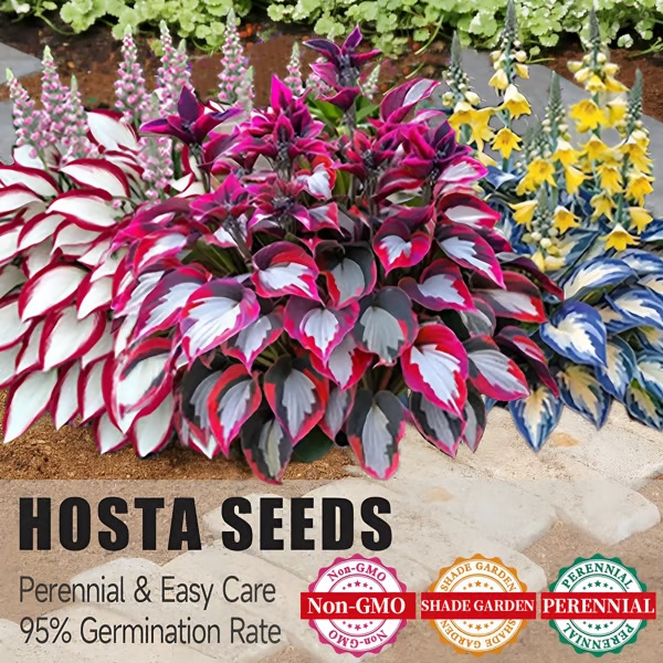 🔥Premium Rare Hosta Seeds🌿Shade-Tolerant Plant