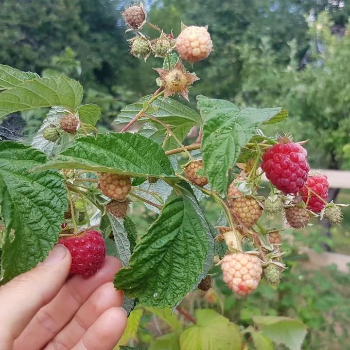 🍓 Himbeersamen – süß und einfach anzubauen
