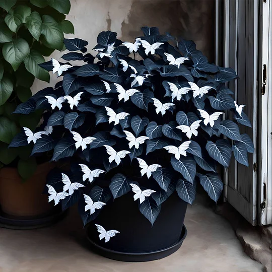 🦋Semená begónie Moon Butterfly – ľahko sa pestujú