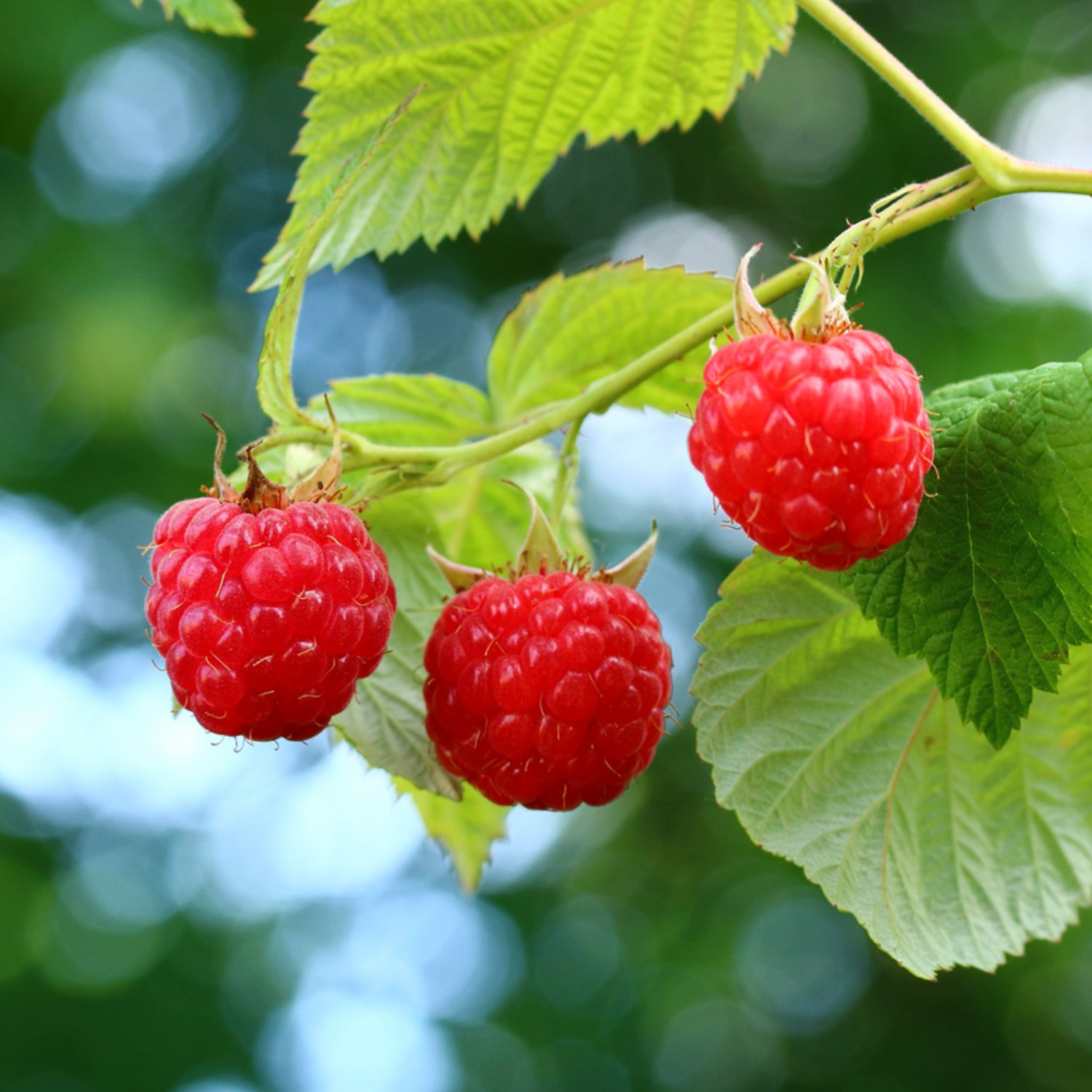🍓 Himbeersamen – süß und einfach anzubauen