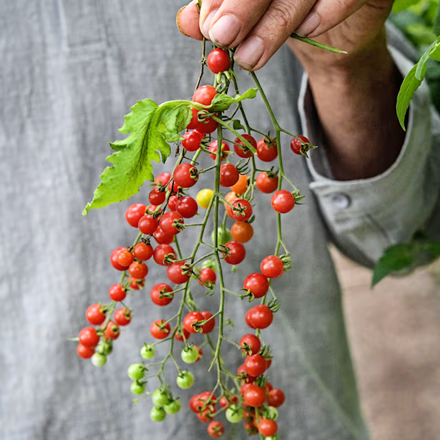 🌱 Bio Löffel-Tomaten Samen „Spoon“ | Deutschlandtauglich | 100% Keimrate
