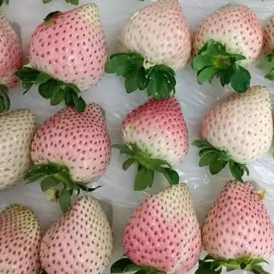 🍓 Graines de Fraise Géante à la Crème🍓 - Un Délice Sucré pour Votre Jardin ! 😍