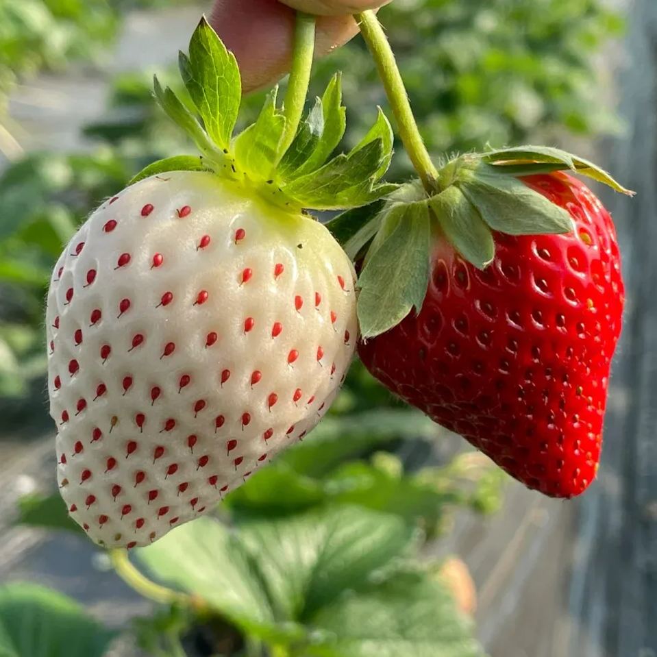 🍓 Graines de Fraise Géante à la Crème🍓 - Un Délice Sucré pour Votre Jardin ! 😍