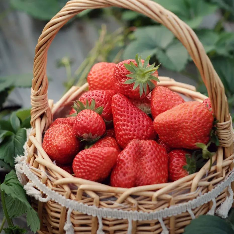 🍓 Graines de Fraise Géante à la Crème🍓 - Un Délice Sucré pour Votre Jardin ! 😍