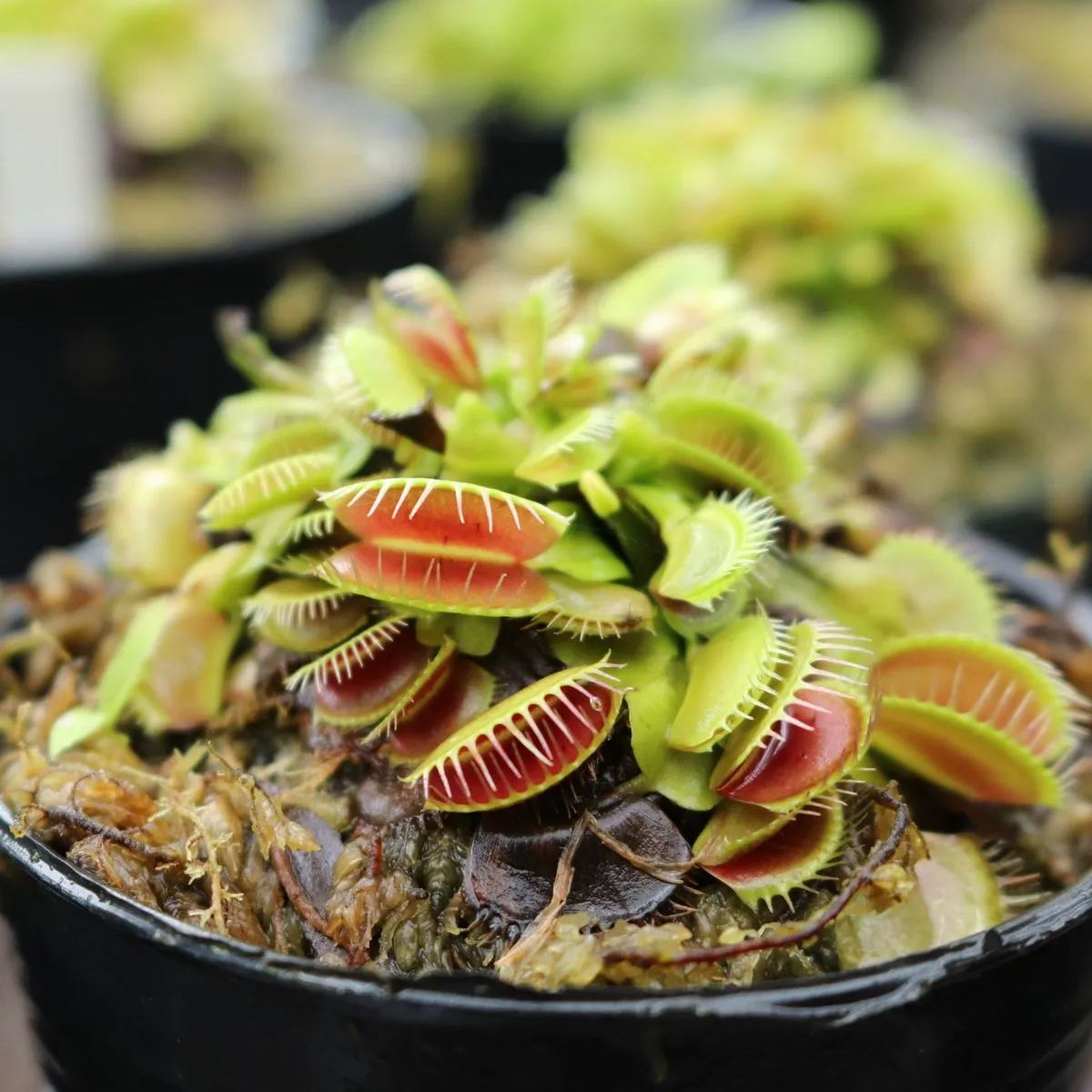 🔥Summer Must-have🦟Venus Flytrap Seeds