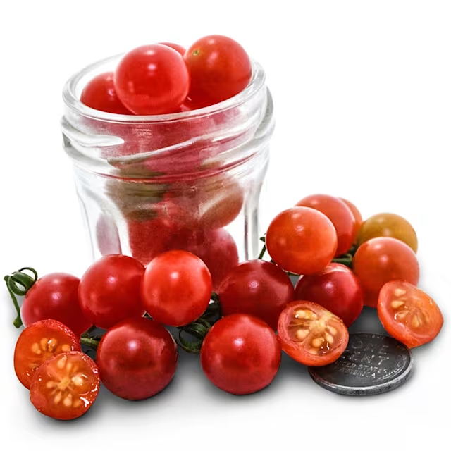 🌱 Bio Löffel-Tomaten Samen „Spoon“ | Deutschlandtauglich | 100% Keimrate