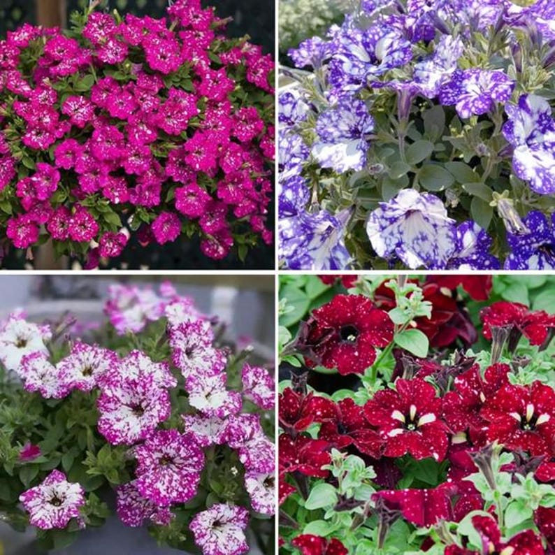 🌸 Pétunia à fleurs mouchetées rares – Graines faciles à cultiver
