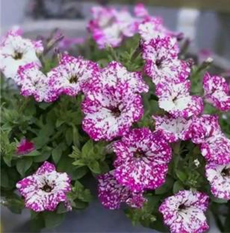 🌸 Pétunia à fleurs mouchetées rares – Graines faciles à cultiver
