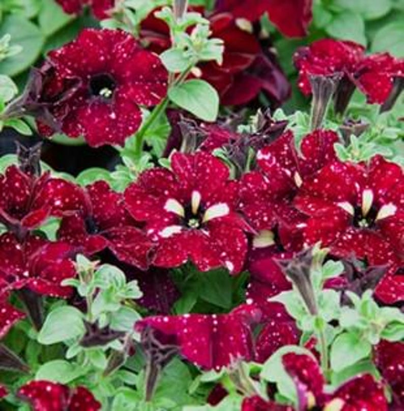 🌸 Pétunia à fleurs mouchetées rares – Graines faciles à cultiver