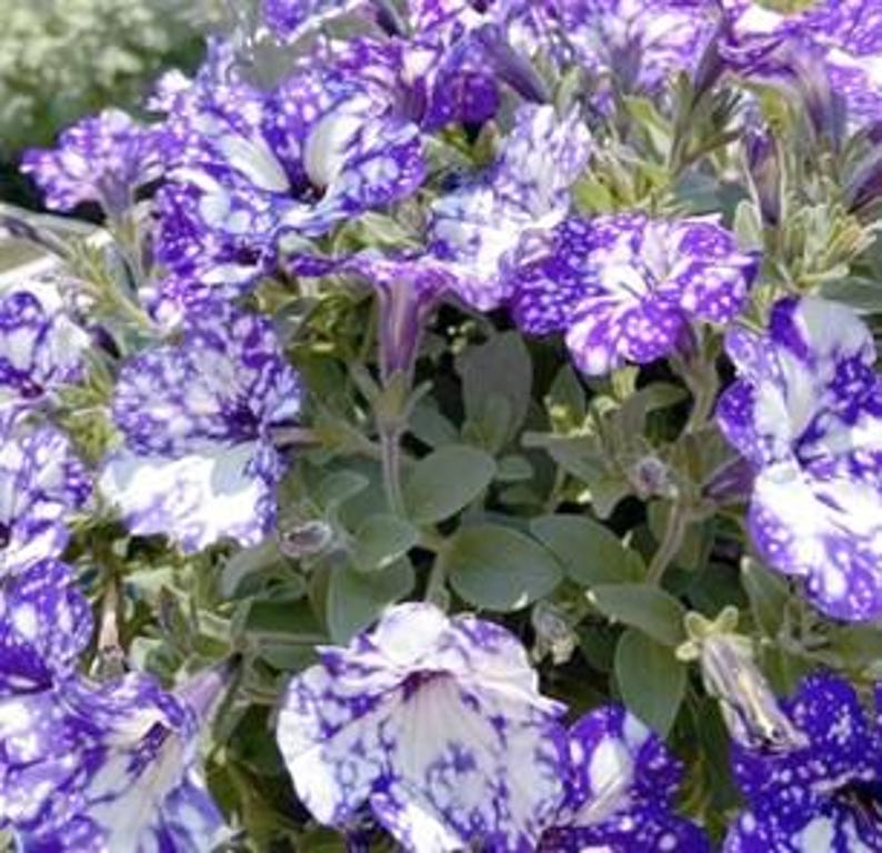 🌸 Pétunia à fleurs mouchetées rares – Graines faciles à cultiver