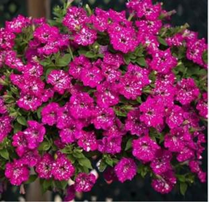 🌸 Pétunia à fleurs mouchetées rares – Graines faciles à cultiver