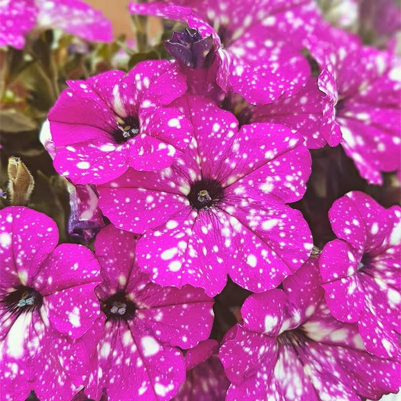 🌸 Pétunia à fleurs mouchetées rares – Graines faciles à cultiver