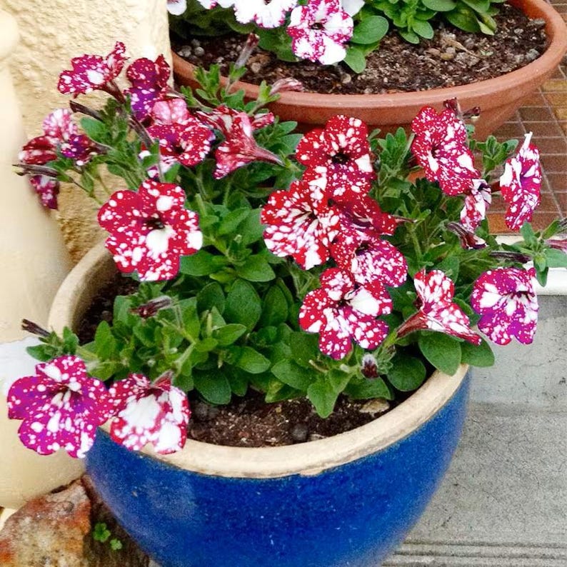 🌸 Pétunia à fleurs mouchetées rares – Graines faciles à cultiver