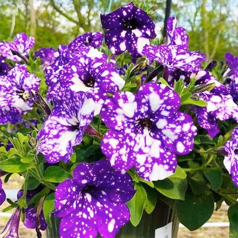 🌸 Pétunia à fleurs mouchetées rares – Graines faciles à cultiver