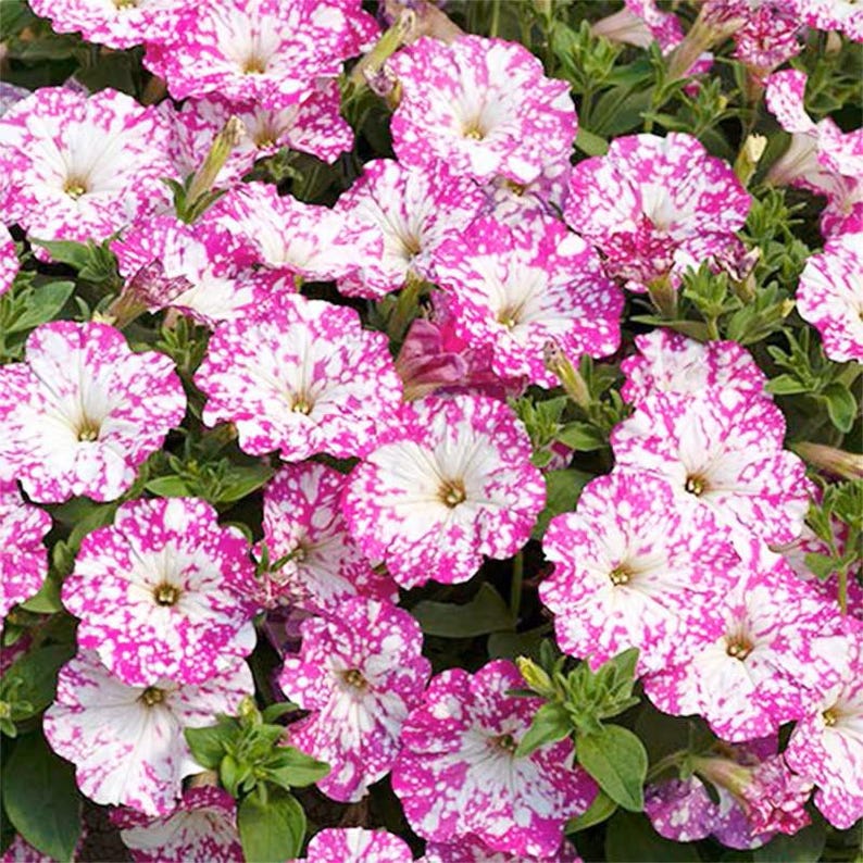 🌸 Pétunia à fleurs mouchetées rares – Graines faciles à cultiver