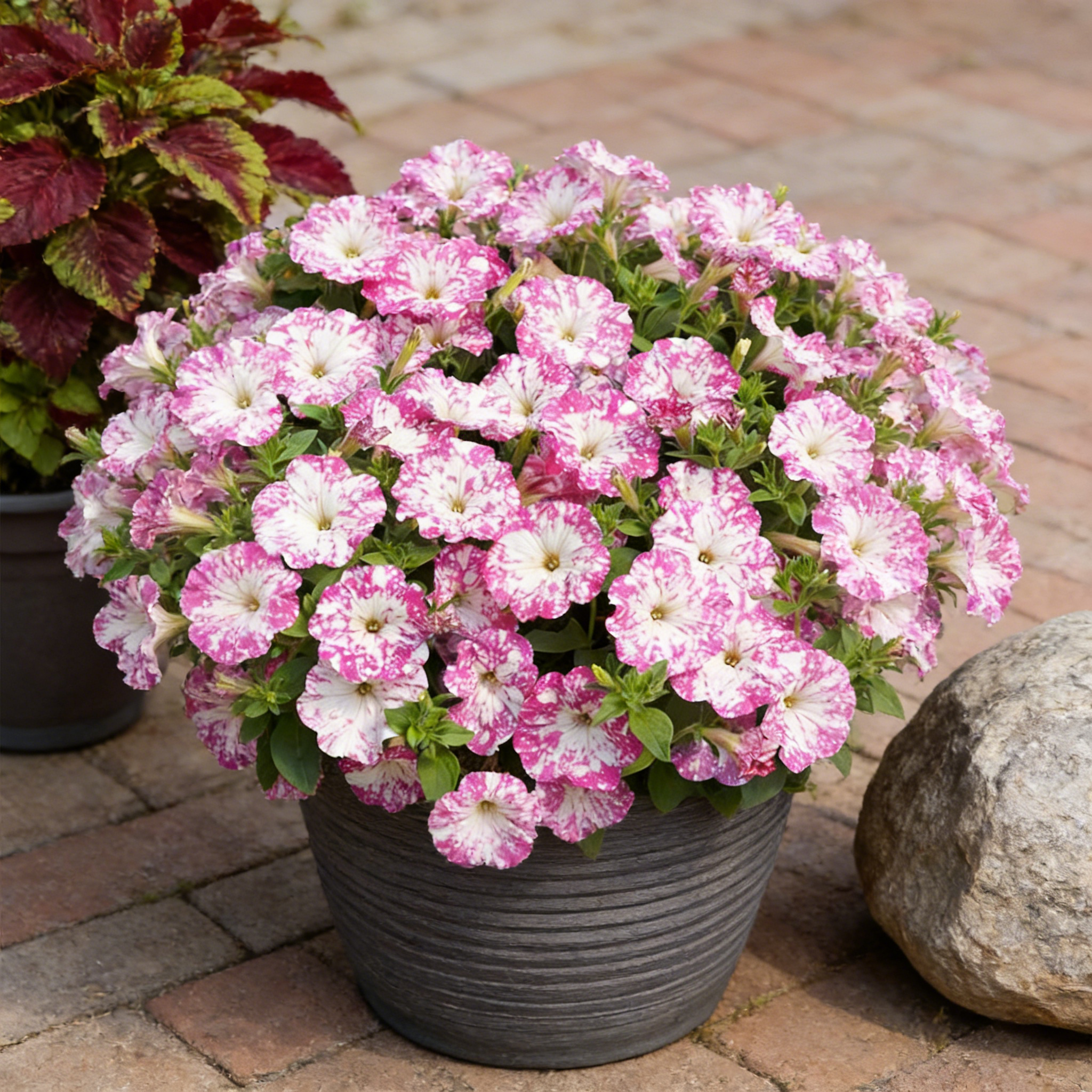 🌸 Pétunia à fleurs mouchetées rares – Graines faciles à cultiver