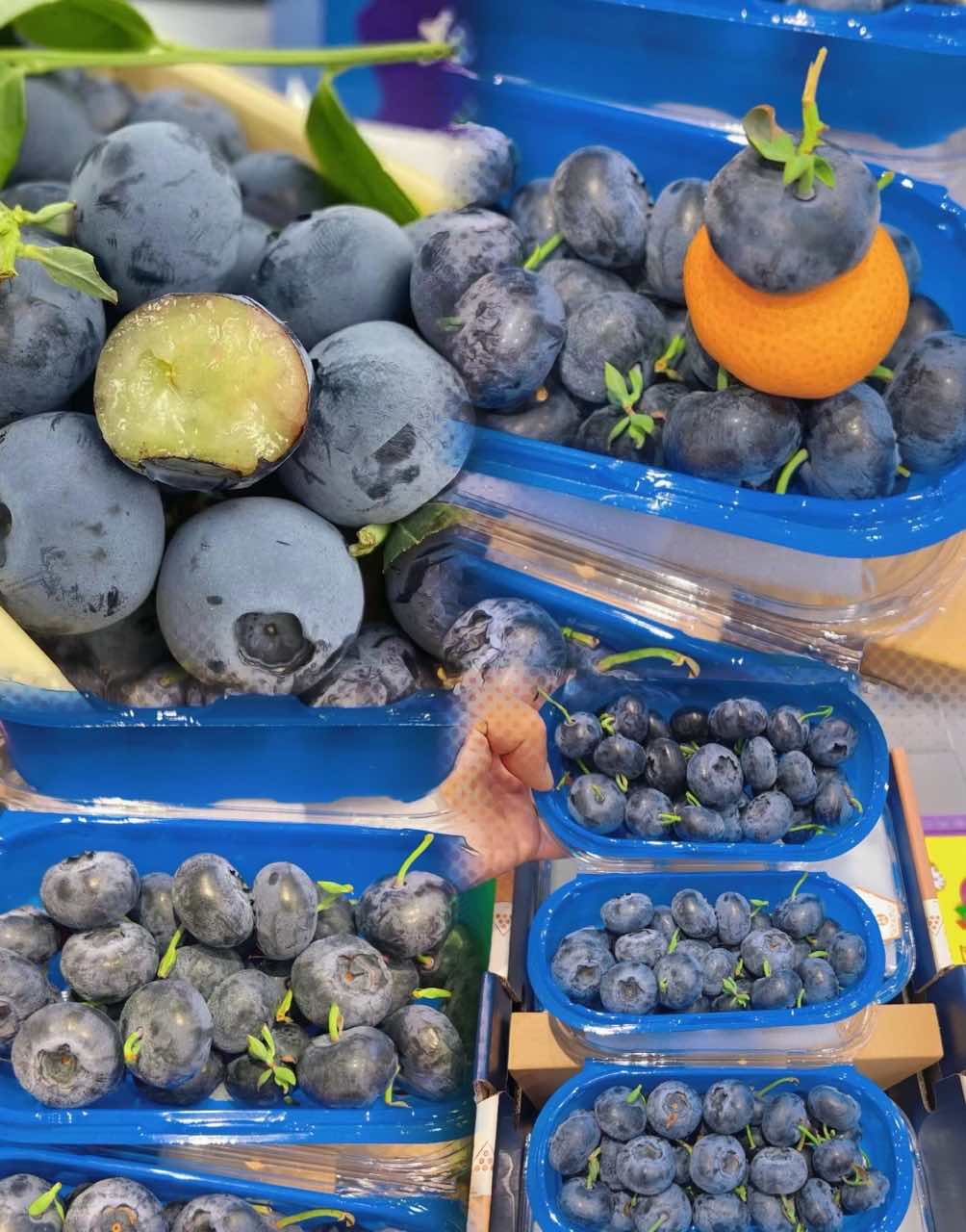 🔥HEISSER VERKAUF 50% RABATT🔥Riesen-Heidelbeersamen (50er-Packung)