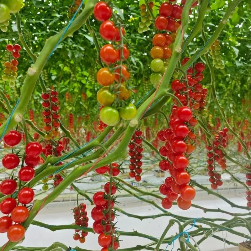 🍅 Graines de Tomates Cerises