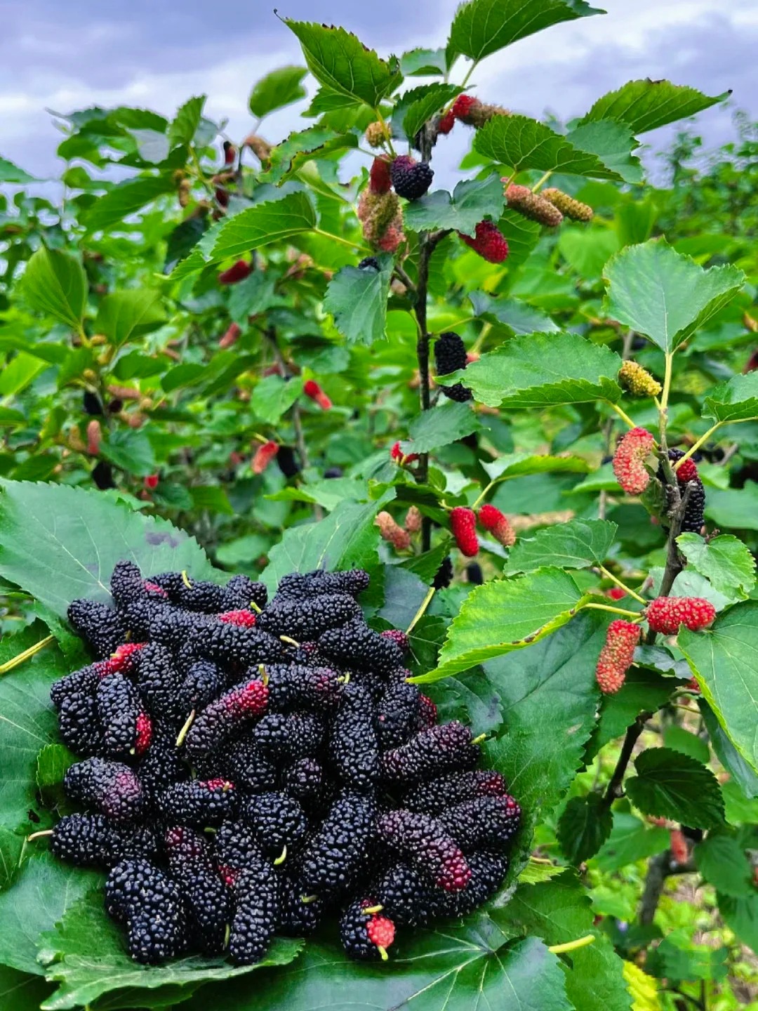 50 % de réduction🍇 Graines de Mûres Sweet Giant 🌿