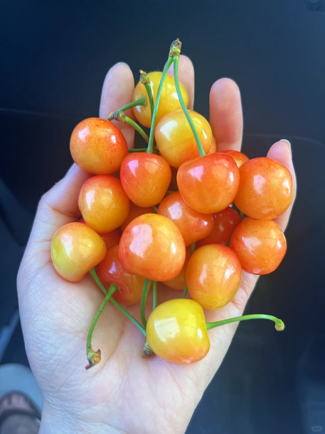 🍒 Graines de Cerisier Jaune Juteuses à Chair Éclatante