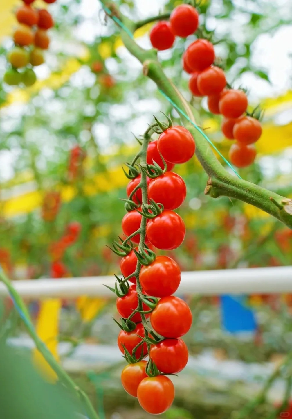 🍅 Graines de Tomates Cerises