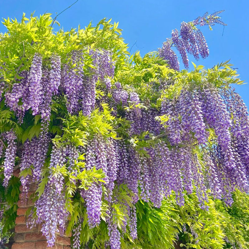 Graines de jade bleu glycine