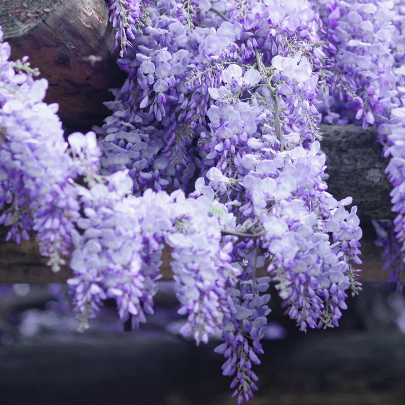 Graines de jade bleu glycine