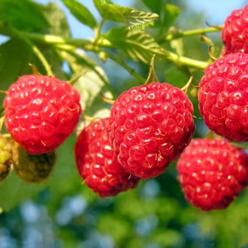 🔥 Meilleure vente : Framboise Rouge à Double Saison